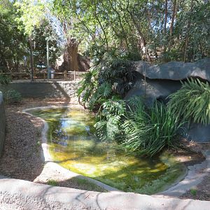 American Alligator Exhibit