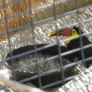 Chestnut-mandibled Toucan