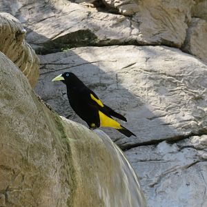 Yellow-rumped Cacique
