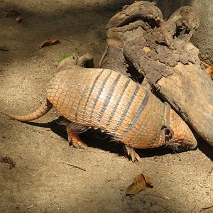 Six-banded Armadillo