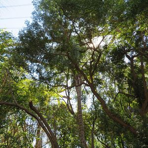 Tropical Walk-through Aviary
