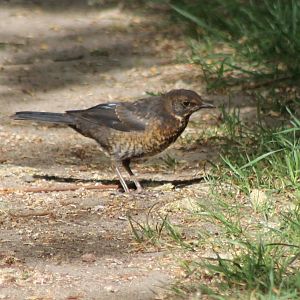 Juvenile Blackbird