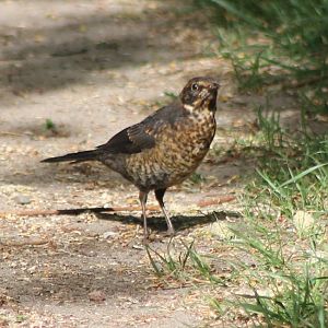 Juvenile Blackbird