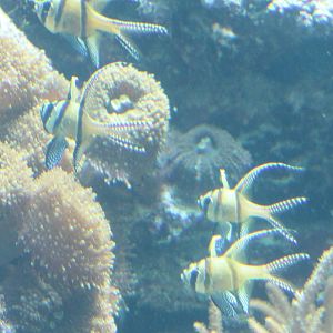 Banggai cardinalfishes