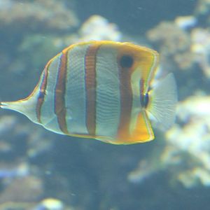 Beaked coralfish