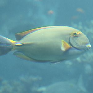 Acanthurus dussumieri