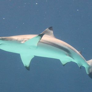 Blacktip reef shark