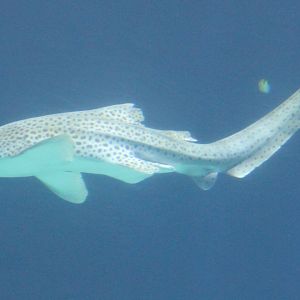 Zebra shark