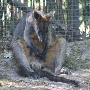Swamp wallaby
