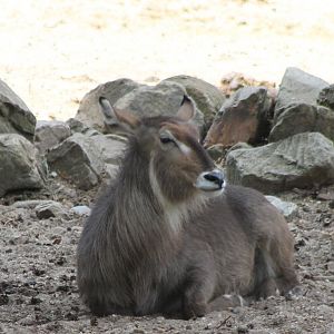 Ellipsen waterbuck
