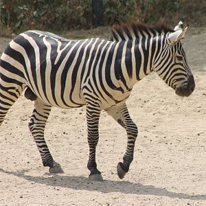 Grant's zebra