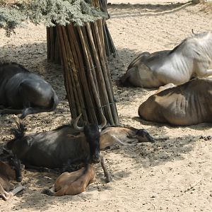 Eastern white-bearded wildebeests