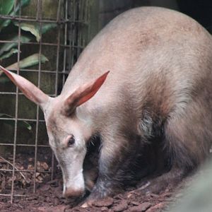 Aardvark