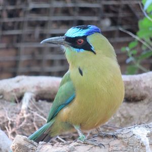 Blue-crowned Motmot