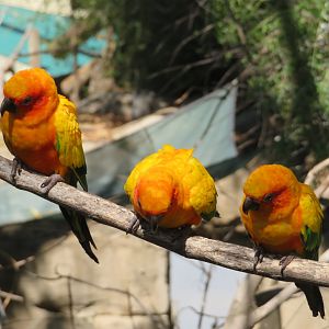 Friendly Sun Conures