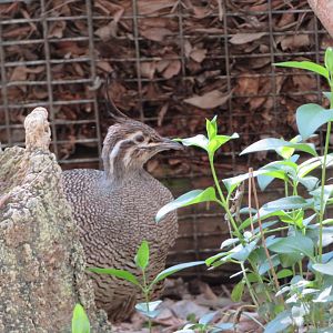 Elegant Crested Tinamou