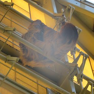 Sloth on Fire Escape