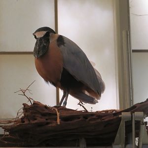Boat-billed Heron