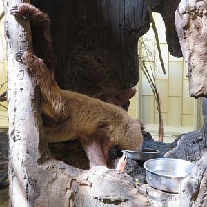 Linne's Two-Toed Sloth