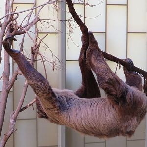 Linne's Two-Toed Sloth
