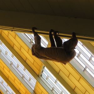 Climbing Sloth