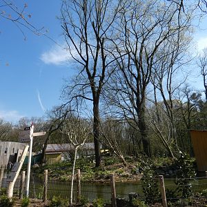 Squirrel Monkey and Ring-tailed Coati outdoor island