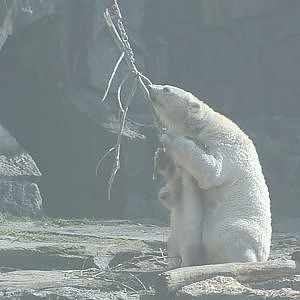 Polar bear cub branching out - YouTube