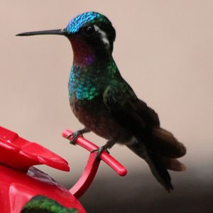 Purple-throated Mountain Gem Hummingbird - Mar 2019