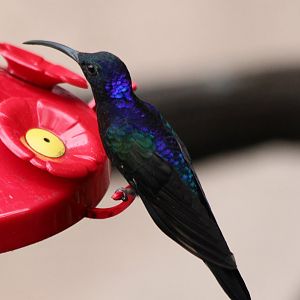Violet Sabrewing Hummingbird - Mar 2019