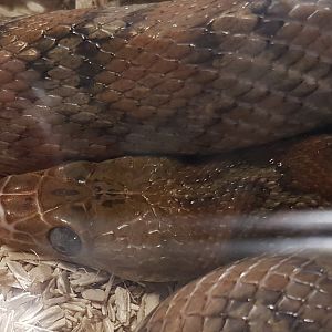 Guatemalan ratsnake - Pseudelaphe flavirufa