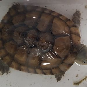 Ryukyu yellow pond turtle - Mauremys mutica kami