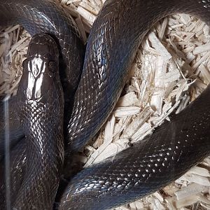 Olive house snake - Boaedon olivaceus