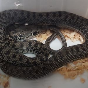 Caspian whip snake - Dolicophis caspius