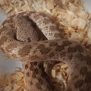 Night snake - Hypsiglena torquata