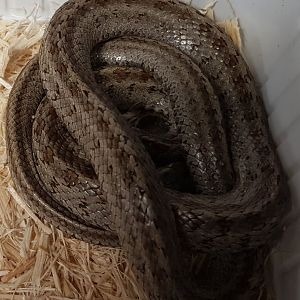 Zamensis hohenackeri