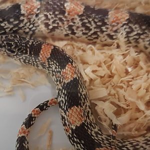 Longnose snake - Rhinochelius lecontei