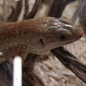 Major skink - Egernia frerei