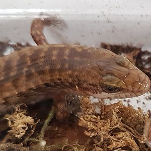 Haitian giant galliwasp - Celestus warreni