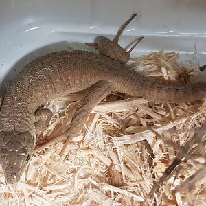 Kurdistanian ocellated lizard - Timon kurdistanicus