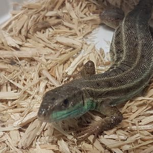 Caucasian emerald lizard - Lacerta strigata