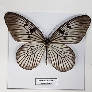 Idea blanchardi marosiana
