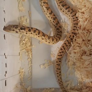 Eryx miliaris - Blonde phase