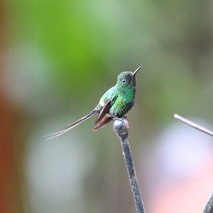 Green Thorntail Hummingbird - Mar 2019