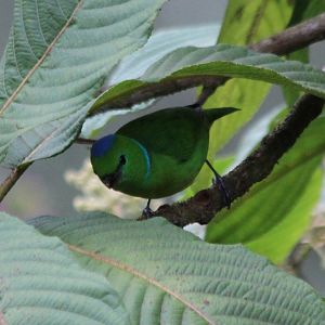 Golden-browed Chlorophonia - Mar 2019