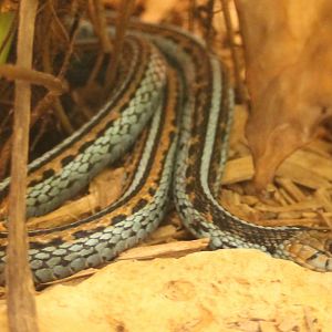 Thamnophis sirtalis tetrataenia