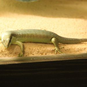 Trachylepis affinis