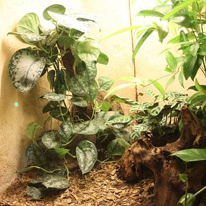Enclosure Trachylepis affinis