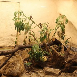 Enclosure Bitis nasicornis