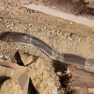 Snouted cobra - Naja annulifera