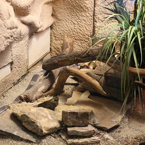 Enclosure Snouted cobra